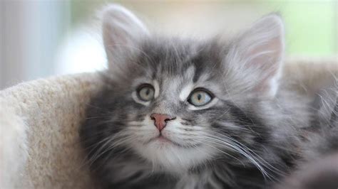 Norwegian Forest Cat Information Characteristics Facts