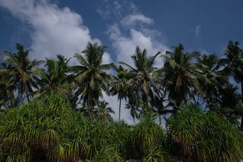 Tropical Coconut Palms On The Beach In Sri Lanka Sunny Sky Background