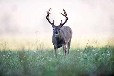 A Deer With Antlers Standing In The Grass