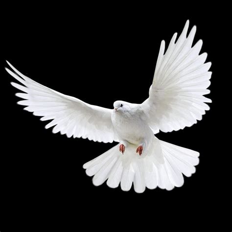 Woow Pics On Twitter Dove Images Background For Photography Blurred