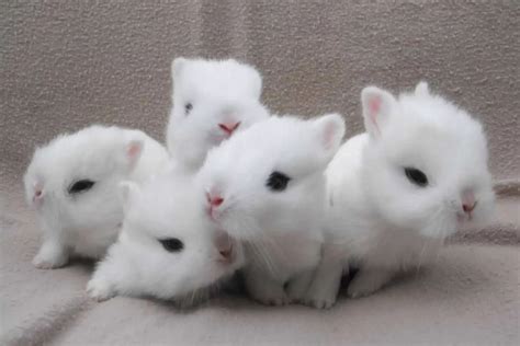 Dwarf Hotot Rabbit Appearance Lifespan Temperament Care Sheet