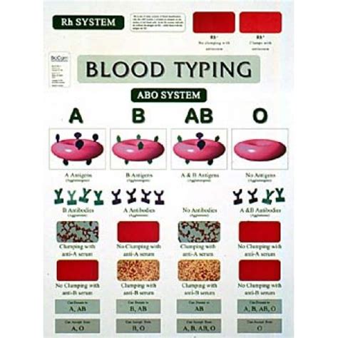 Chart Blood Typing