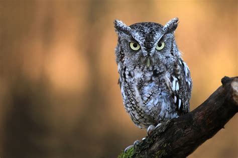 8 Owls You Might Hear At Night And Their Haunting Calls