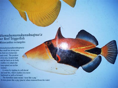 Reef Triggerfish Picture And Description Hawaiis State Fish