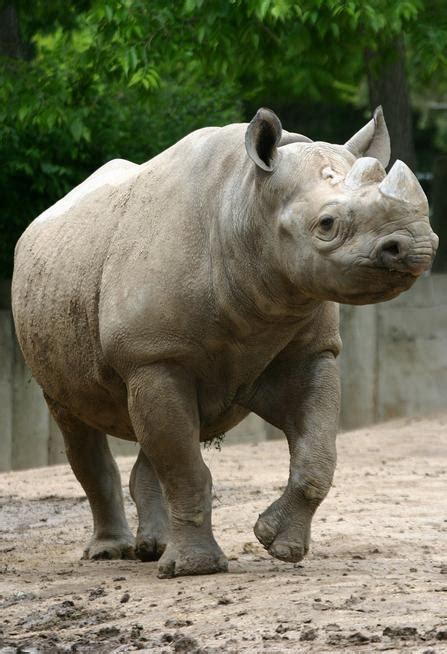 Ailing Female Rhino At Denver Zoo Euthanized At Age 31 The Denver Post