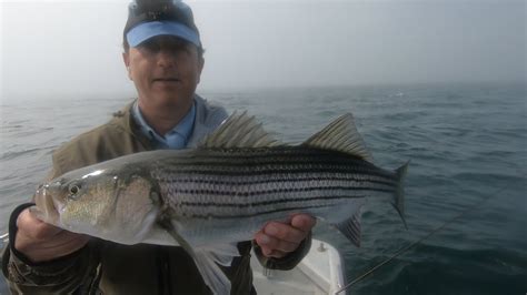Fly Fishing And Topwater Action For Striped Bass On Rolling Seas Youtube