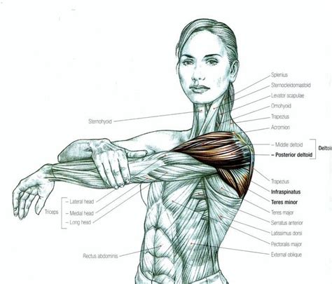 Back Muscle Diagram Woman Female Muscle Diagram And Definitions