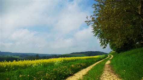 1920x1080 1920x1080 Road Grass Field Trees Forest Summer