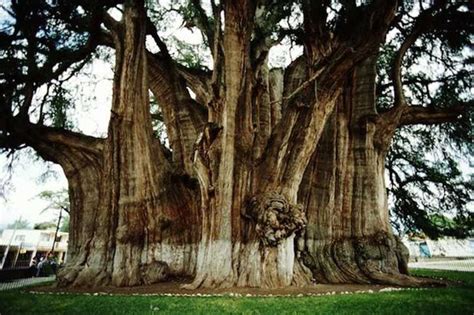 Arbol De Tule Famous Trees Montezuma Cypress Beautiful Tree