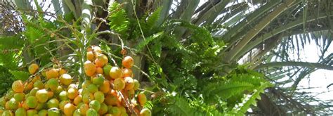 A coconut tree is a type of palm tree, but not all palm trees are coconut trees. The Incredible, Edible Pindo Palm | The Survival Gardener