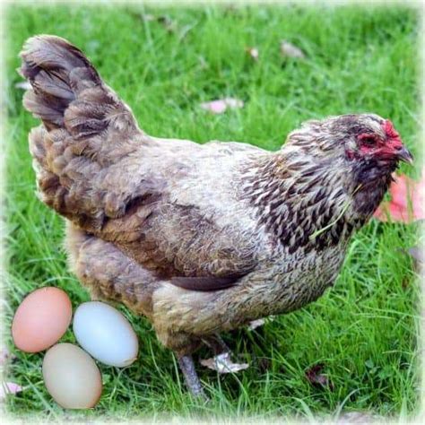 chicken breeds that lay colored eggs 2022