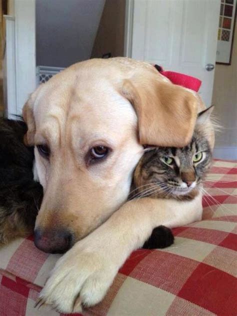 Cat And Dog Hug Cat Gku