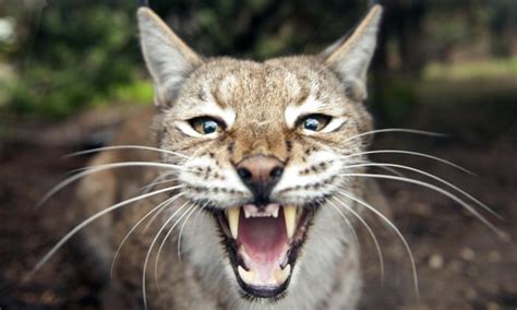 Through Golden Eyes Britain Needs The Lynx Effect