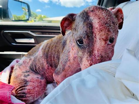 Magical, meaningful items you can't find anywhere else. Dog buried alive discovered on Oahu beach • Pet Rescue Report