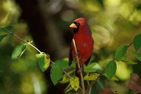 Northern Cardinal Cardinalis Cardinalis Natureworks