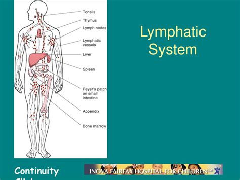 Ppt Lymphadenopathy Powerpoint Presentation Free Download Id879649