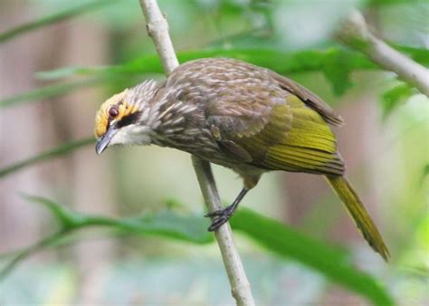 The Tiny Corner Of Asia Where An Endangered Songbird Is Thriving