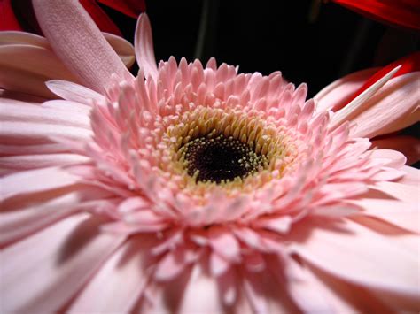 Beautiful Pink Flower Daisy Free Stock Photo Public Domain Pictures