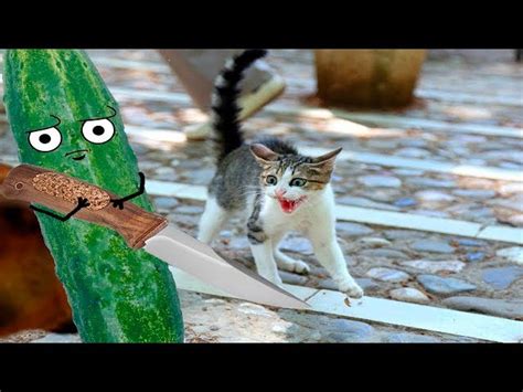 Vicats Very Important Cats Why Are Cats Afraid Of Cucumbers