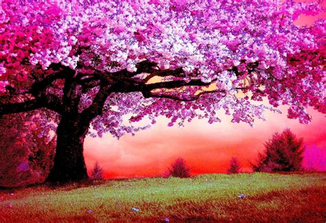 Wallpapers With Cherry Blossom Trees