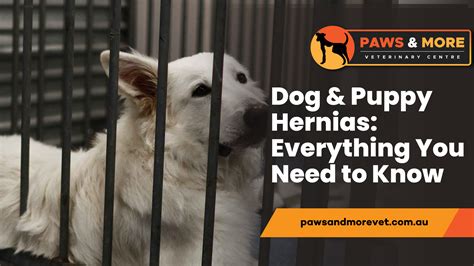 What Causes Congenital Hernias In Dogs