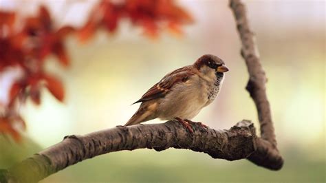Animals Birds Sparrows Wallpapers Hd Desktop And Mobile Backgrounds