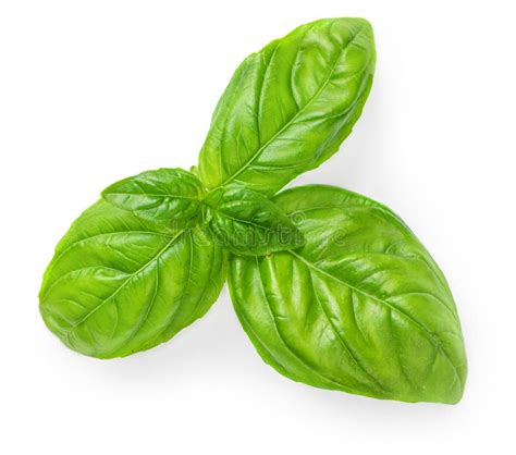 Fresh Basil Leaf Isolated On White Background Close Up Basil Herb Top