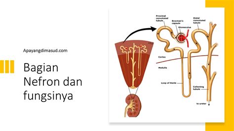 Gambar Nefron Dan Bagiannya 49 Koleksi Gambar