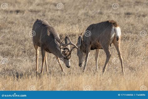 Mule Deer Bucks Fighting Stock Photo Image Of Mammal 171144456