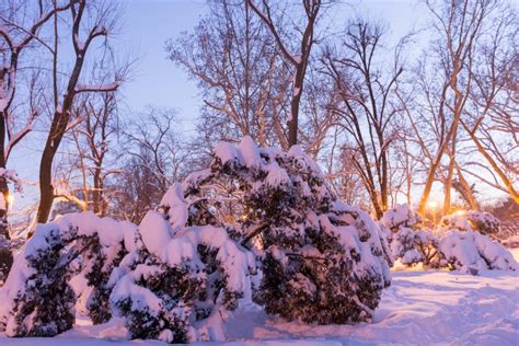 Winter Scenery Frosty Trees In A City Park Night Winter Landscape Of