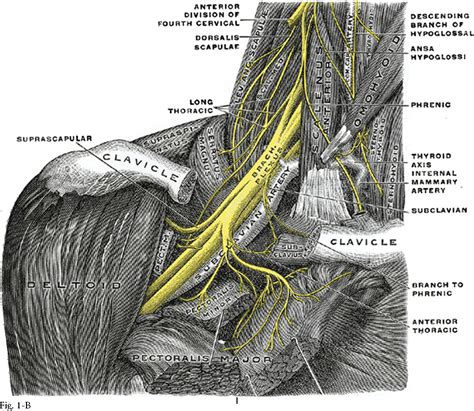 Surgical Anatomy Of The Supraclavicular Brachial Plexus Docslib The Best Porn Website