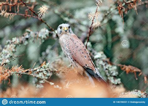 Common Kestrel Falco Tinnunculus Little Bird Of Prey Sitting In