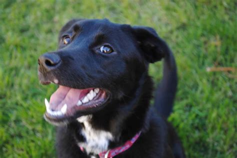 Borador Labrador Retriever And Border Collie Mix