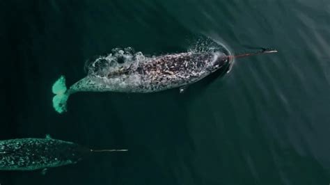 Rare Footage Of Arctic Narwhals