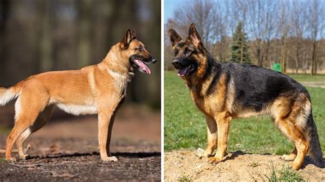 Belgian Malinois Vs German Shepherd 11 Key Differences Puplore