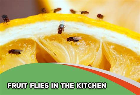 How To Get Rid Of Fruit Flies In The Kitchen 3 Effective Solutions