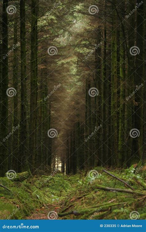 Hallway Of Trees Stock Image Image Of Rural Moor Moorland 230335