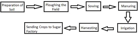 Flow Chart Of Sugarcane Crop Production