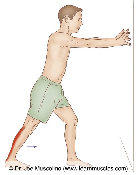Gastrocnemius Stretching Learn Muscles