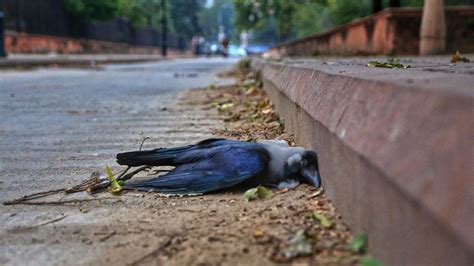 Bird Flu In Madhya Pradesh 1500 Crows Birds Found Dead So Far