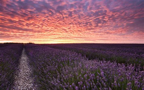 Lavender Field Sunset Wallpapers Top Free Lavender Field Sunset