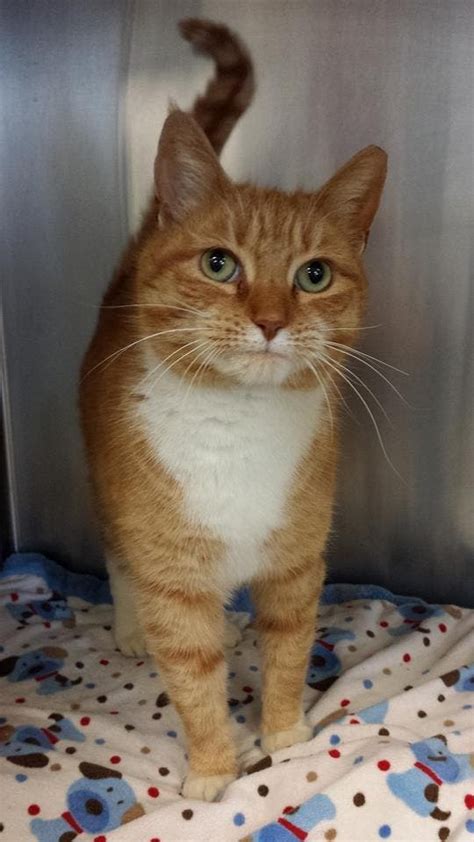 Ginger The Groton Cat Needs A Home Groton Ct Patch
