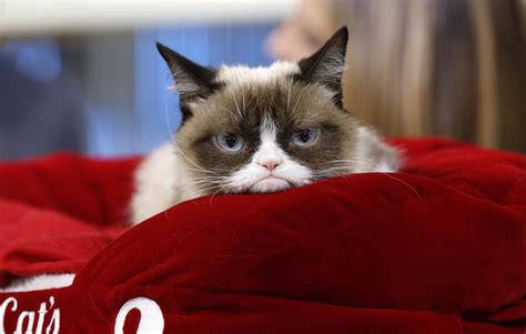 Grumpy Cat The Furry Face Of Many Precious Memes Has