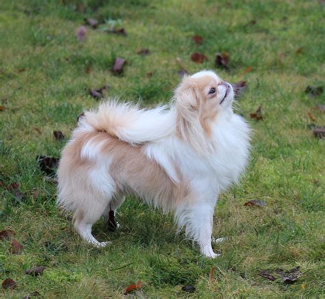 Japanese Chin Puppies For Sale From Kennel Spindulys