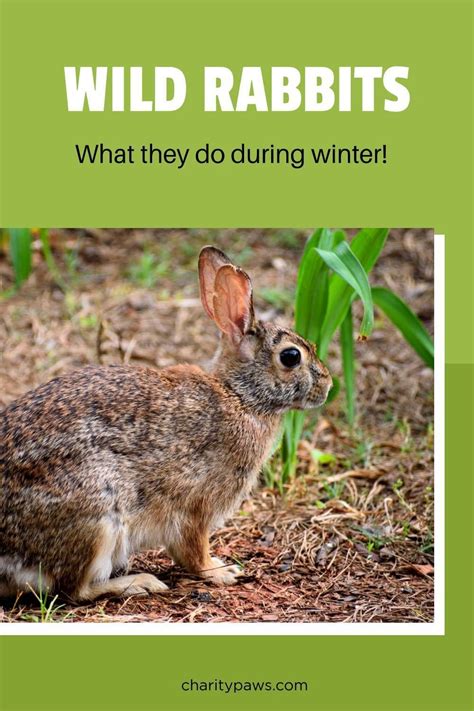 Do Rabbits Hibernate In The Winter Wild Rabbit Rabbit Rabbit Species