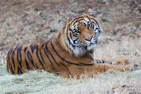 Conserving Tigers In Aceh And Across Sumatra Atlanta Zoo Birmingham