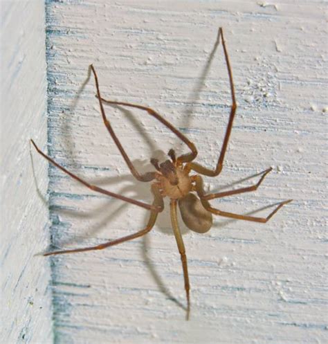 Brown Recluse Spider Stock Photos Pictures And Royalty Free Images Istock