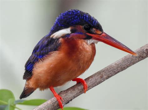 Blue Eared Kingfisher Alcedo Meninting