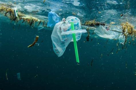 First of all, log in to your binance account. Canada to ban single-use plastics from 2021 - The Citizen