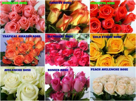 Dutch Rose Flowers By Cs Flora Dutch Rose Flowers From Hosur Tamil